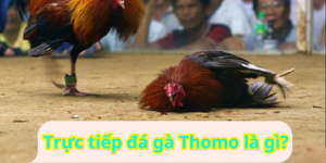 Trực tiếp đá gà Thomo là gì?